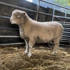 Dorset sheep/ rams