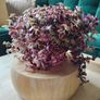 Crassula marginalis rubra variegata - House Plant Image 3