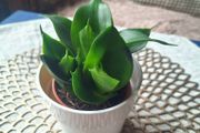 Small Sansevieria Hahnii in White Pot