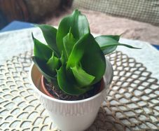 Small Sansevieria Hahnii in White Pot