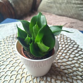 Small Sansevieria Hahnii in White Pot