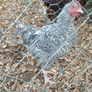Rooster Image 2