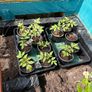 Tomato Plants for Sale Image 2