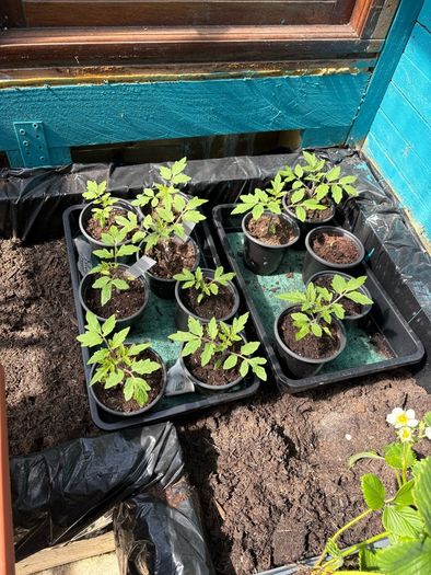 Tomato Plants for Sale