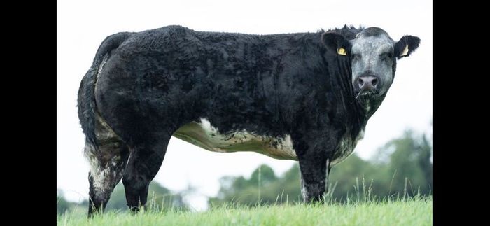 Show cattle - In Calf and Maiden Heifer sale