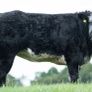 Show cattle - In Calf and Maiden Heifer sale Image 2