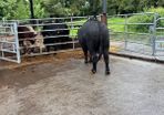 Angus bulls westmeath dairy beef eligible