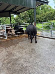 Angus bulls westmeath dairy beef eligible