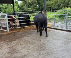 Angus bulls westmeath dairy beef eligible