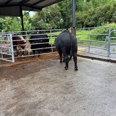 Angus bulls westmeath dairy beef eligible