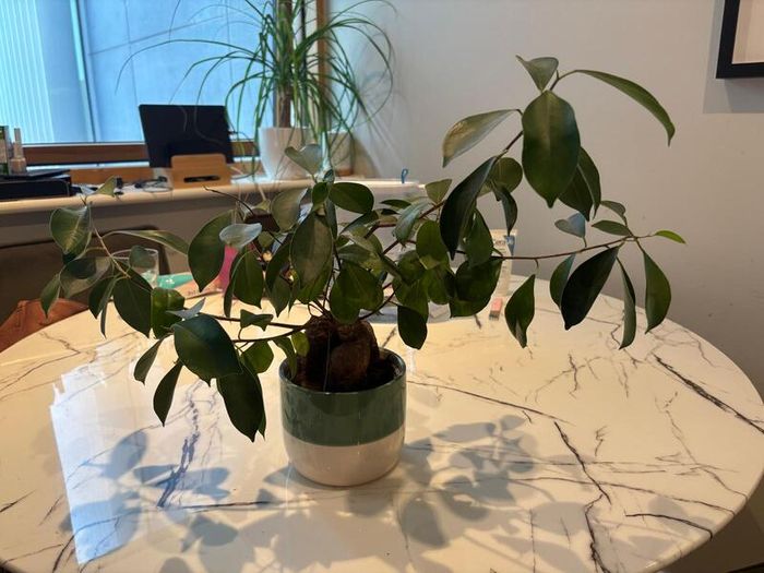 Ginseng Ficus Bonsai Ficus microcarpa