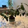 Ginseng Ficus Bonsai Ficus microcarpa Image 2