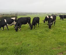 Young Empty Milking Cows
