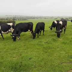 Young Empty Milking Cows