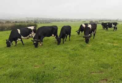 Young Empty Milking Cows