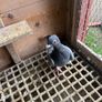 High flyer pigeon & Racer pigeon Image 7