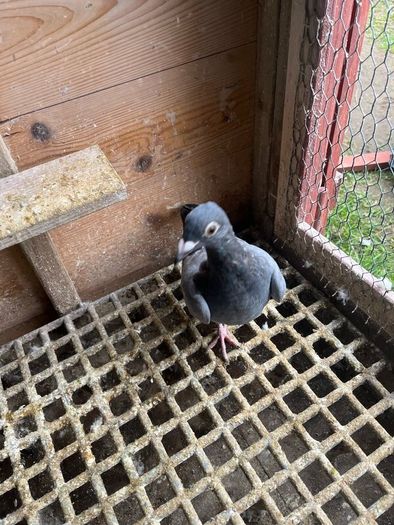 High flyer pigeon & Racer pigeon