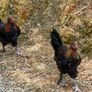 Olive Egger and easter egger Rooster for sale Image 8