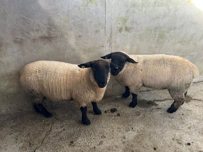 Pure Bred Suffolk Ram Lambs