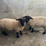 Pure Bred Suffolk Ram Lambs Image 2