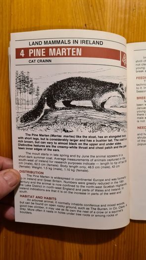 Land Mammals In Ireland. Issued By Forest And Wildlife Service. Leesonane Dublin. Booklet.1986.