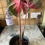 plant red caladium Image 5