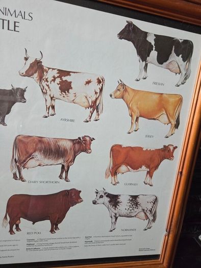 1979 Frederick Warne "Farm Animals Cattle" framed print