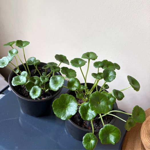 Coin Plant