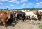 4 and 5 star Limousin and charolais heifers