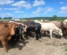 4 and 5 star Limousin and charolais heifers