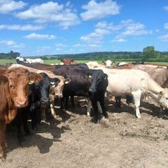 4 and 5 star Limousin and charolais heifers