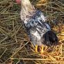 cockerel Image 2