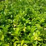 Large Laurel Hedging 3 feet plus Image 2