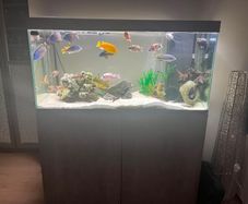 240 litre Aquarium