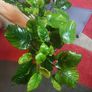 Fish tank plants anubias Image 2