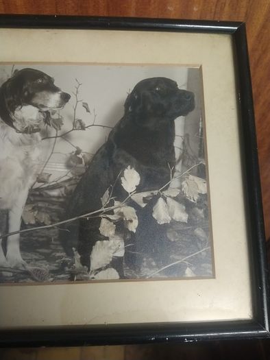 Vintage framed dog photograph