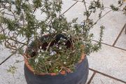Rosemary plant &amp; large earthenware  pot.