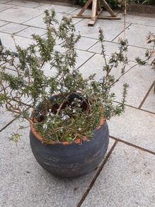 Rosemary plant