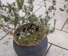Rosemary plant