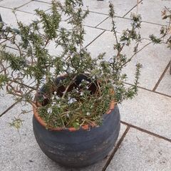 Rosemary plant