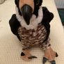 Eagle soft toy from Teddy Mountain Image 5