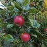 Discovery apples free Image 3