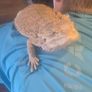 Bearded dragon and enclosure Image 3
