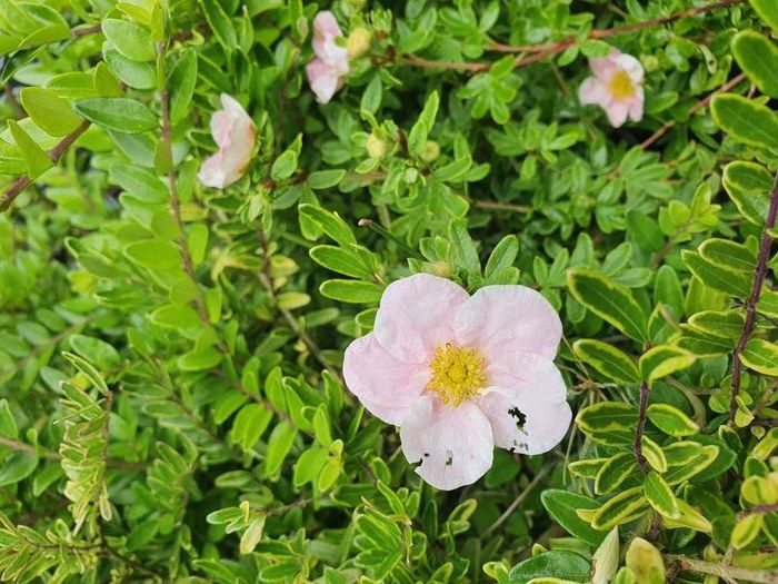 Shrubs and Garden Plants