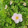 Shrubs and Garden Plants Image 7