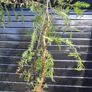 Japanese red cedar tree Image 5