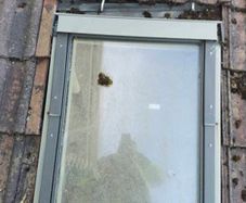 skylight velux window