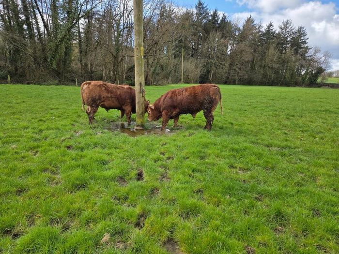 4 Pedigree Limousin Bulls