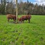 4 Pedigree Limousin Bulls Image 4