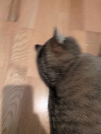 cat
